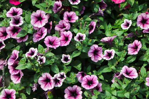 Petunia  Petunias in the tray Petunia in the pot  purple petunia