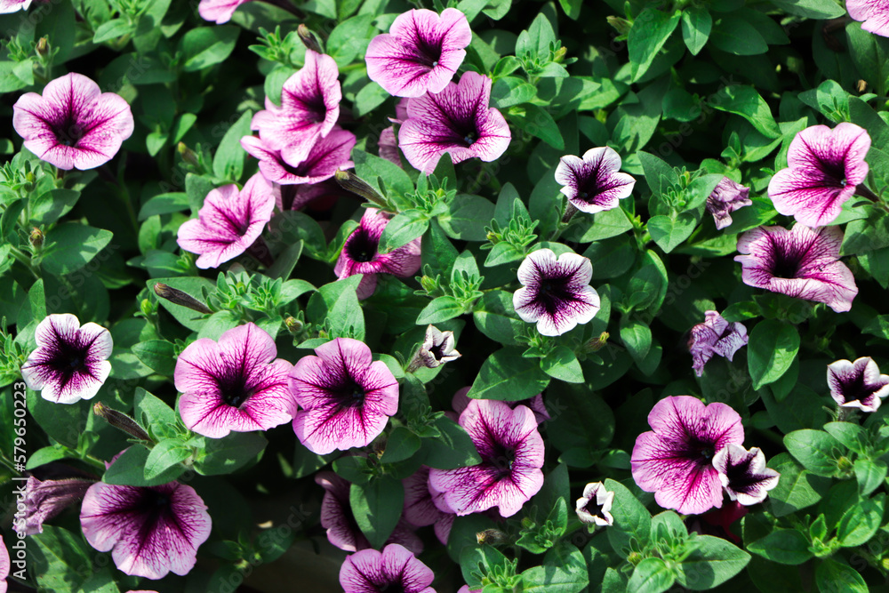 Beautiful blooming petunia flowers in window boxes on a nice summer day Beautiful blooming petunia flowers in window boxes on a nice summer day