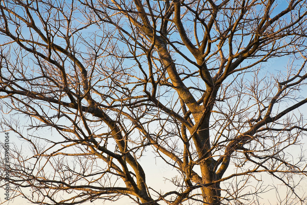 Bare tree background with tree branch in the winter season without leaves Bare tree background with tree branch in the winter season without leaves