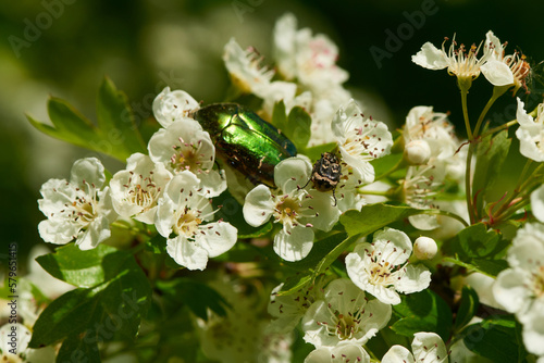 Stolperkäfer (Valgus hemipterus) auf Weißdorn und Goldglänzender Rosenkäfer