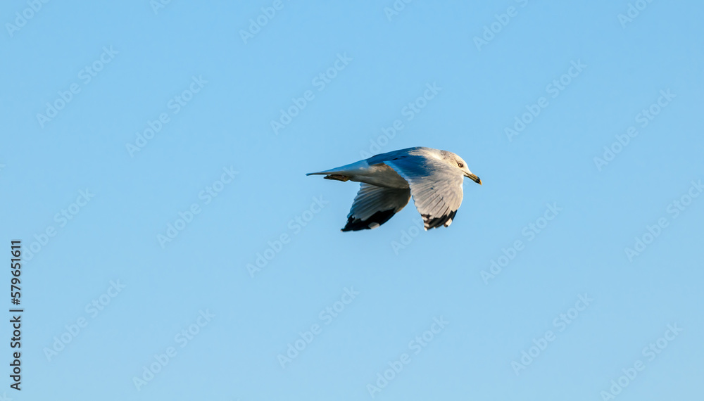 Ring-billed Gull (Larus delawarensis) in Bolsa Chica Ecological Reserve, California, USA Ring-billed Gull (Larus delawarensis) in Bolsa Chica Ecological Reserve, California, USA