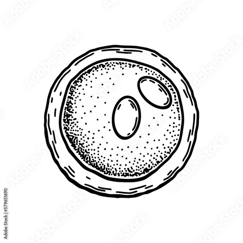 Lymphoblast blood cell isolated on white background. Hand drawn scientific microbiology vector illustration in sketch style