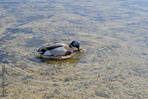 breeding wild ducks in water