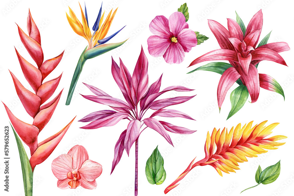 Exotic flowers. Orchid, guzmania, bromelia, hibiscus and strelitzia. Botanical painting, watercolor illustration flora Exotic flowers. Orchid, guzmania, bromelia, hibiscus and strelitzia. Botanical painting, watercolor illustration flora