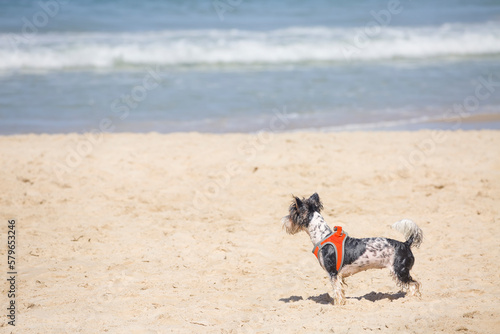 White and black cute doggie looks at the sea, standing on a sandy beach