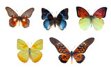Butterfly collection, butterflies isolated on white transparent background