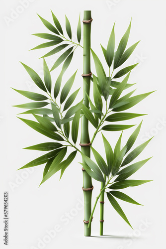 Isolated Bamboo Plant on White Background  A Symbol of Purity  Strength  and Flexibility