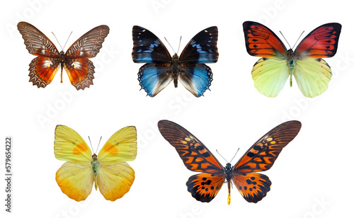 Butterfly collection, butterflies isolated on white transparent background © Photocreo Bednarek