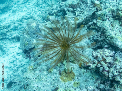Klunzinger Feather Star or Lamprometra klunzingeri in the depths of the Indian ocean