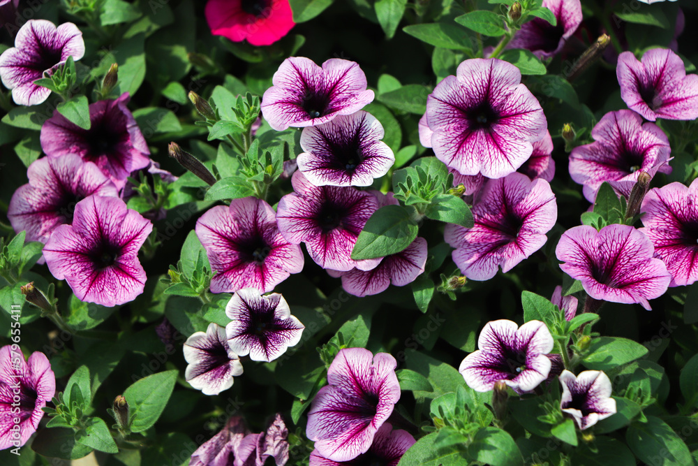 Beautiful blooming petunia flowers in window boxes on a nice summer day Beautiful blooming petunia flowers in window boxes on a nice summer day