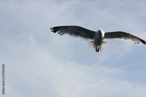 seagull in the sky