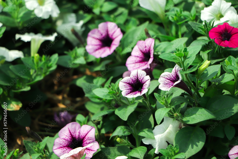 Colorful petunia flowers close up. Petunia plant with red flowers. Closeup Petunia flowers. Red Petunia flowers in the garden. Colorful petunia flowers close up. Petunia plant with red flowers. Closeup Petunia flowers. Red Petunia flowers in the garden.