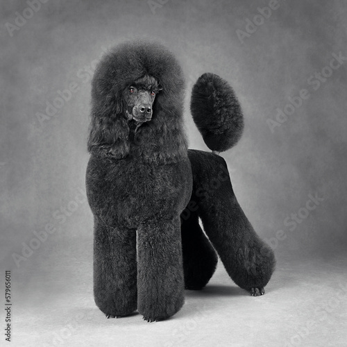 Принти на полотні Standing black standard poodle