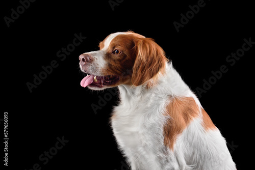 Fototapeta Naklejka Na Ścianę i Meble -  Profile head shot of dog