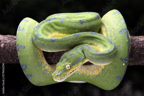 Green Tree Python (Morelia viridis) on tree branch. Green tree pythons are found in Indonesia, Papua New Guinea, and Australia. 