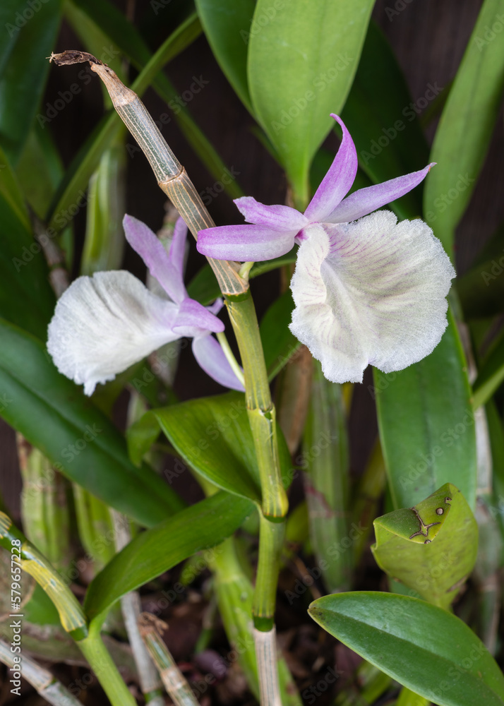 Closeup view of delicate purple pink and creamy white flower of epiphytic orchid species dendrobium primulinum aka primrose dendrobium on dark background Closeup view of delicate purple pink and creamy white flower of epiphytic orchid species dendrobium primulinum aka primrose dendrobium on dark background
