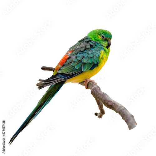 Multicolored parrot sitting on twig isolated o white background.