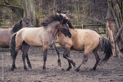 Konik Polski