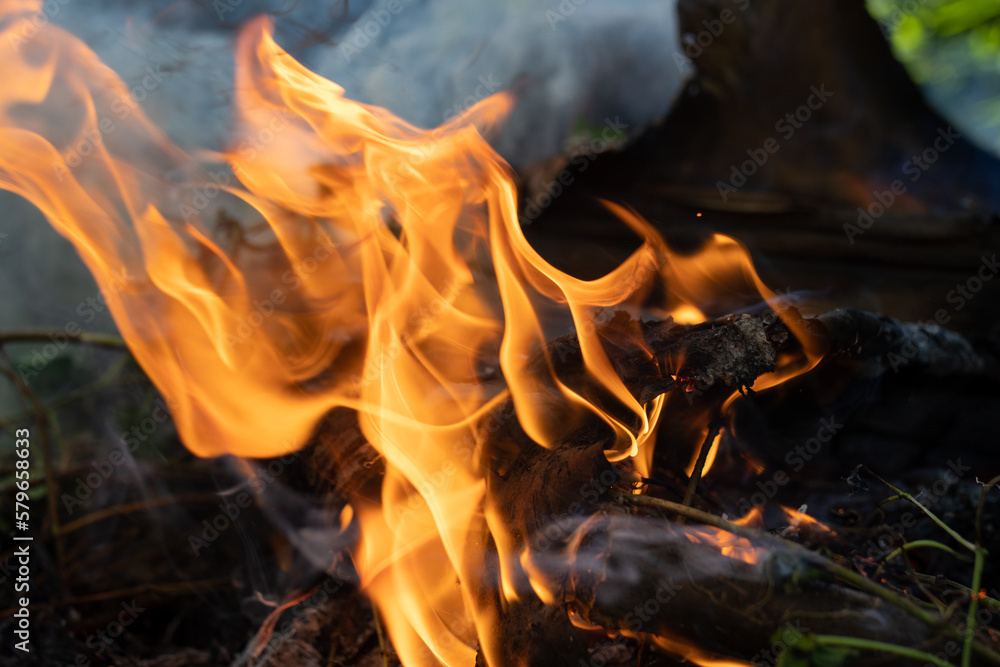 Fototapeta premium flame close-up, burning rainforest, coconut palms, smoke