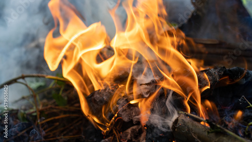 flame close-up, burning rainforest, coconut palms, smoke
