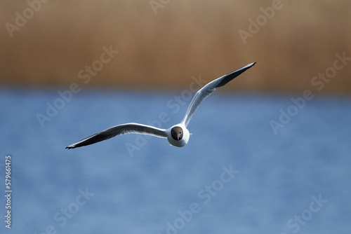 Lachmöwe im flug