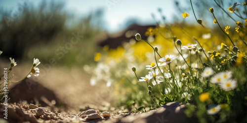 Paysage de fleurs des champs prise au ras du sol, au printemps avec l'arrière plan flou, effet bokeh