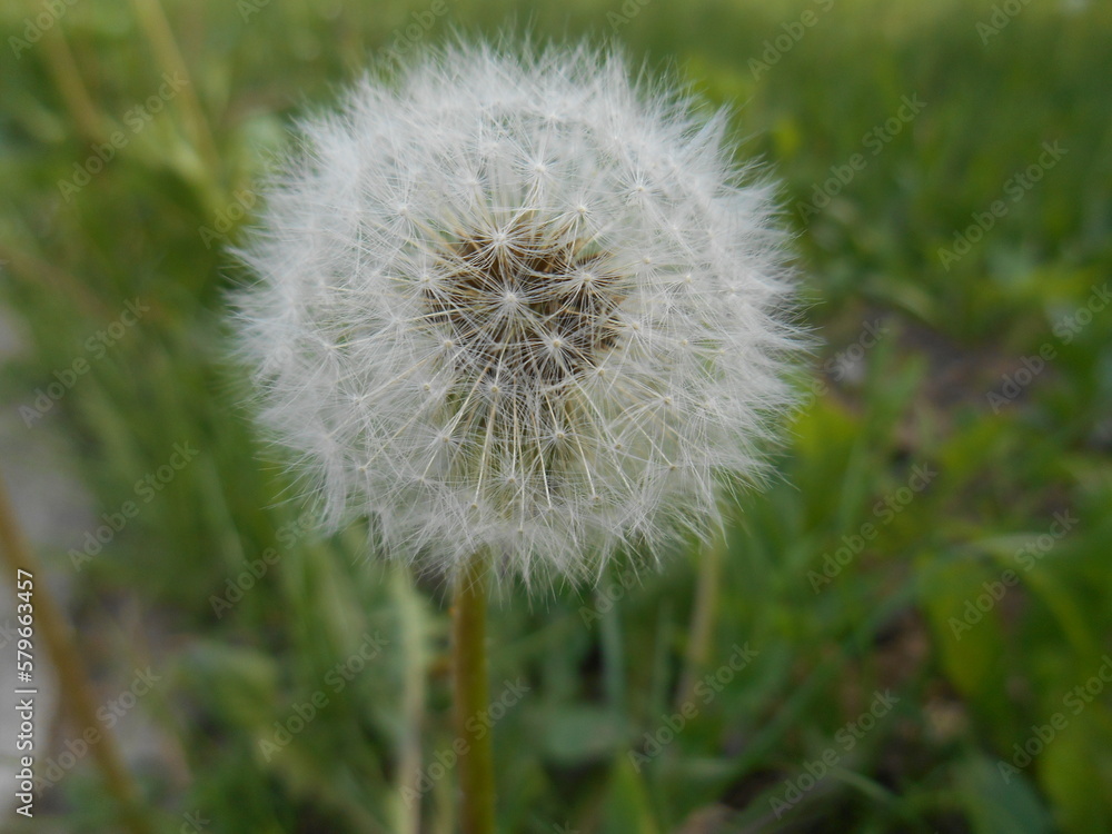 Summer Growth: Macro View of a Dandelion
Summer Growth: Macro View of a Dandelion