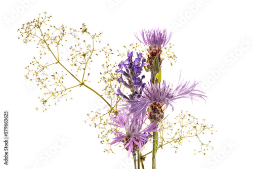 Various purple wild flower heads and filigrane white blossoms on white background