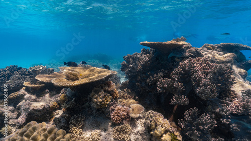 underwater photo of a healthy reef with many colours and fish