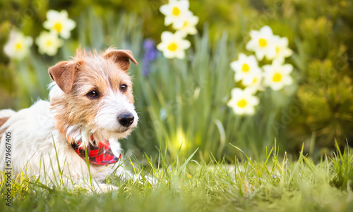 Happy cute dog puppy listening in the garden with daffodil flowers. Spring forward, easter background. Dog in the nature.