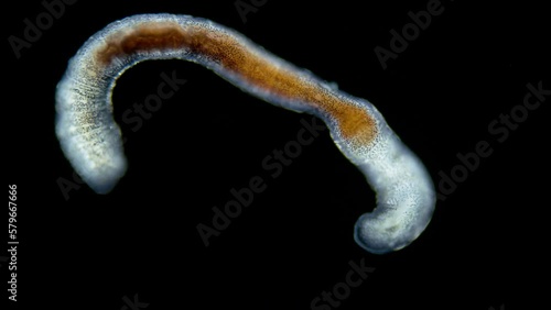 Worm Polychaeta family Ctenodrilidae under a microscope, Order Terebellida. Possibly Ctenodrilus. Detritophages consuming detritus. Red sea photo