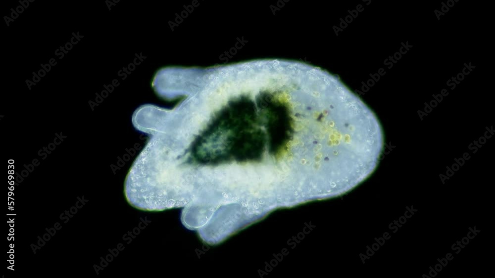 Larva of worm Polycladida under microscope, class Turbellaria. Muller larva in Kato stage, blades are visible, which will soon disappear. Red sea Larva of worm Polycladida under microscope, class Turbellaria. Muller larva in Kato stage, blades are visible, which will soon disappear. Red sea
