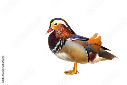 Colorful mandarin duck isolated on transparent background png file.