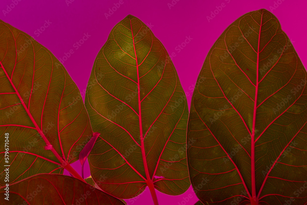 Red green leaf isolated on pink background, close up.