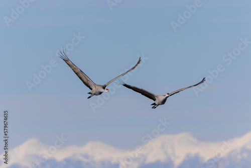 Sandhill Crane Migration