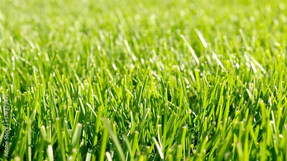 Close-up green grass, natural greenery texture of lawn garden. Blades of grass sway in the wind. Concept natural green background, lawn for training football pitch, Golf Courses, green lawn pattern. Close-up green grass, natural greenery texture of lawn garden. Blades of grass sway in the wind. Concept natural green background, lawn for training football pitch, Golf Courses, green lawn pattern.