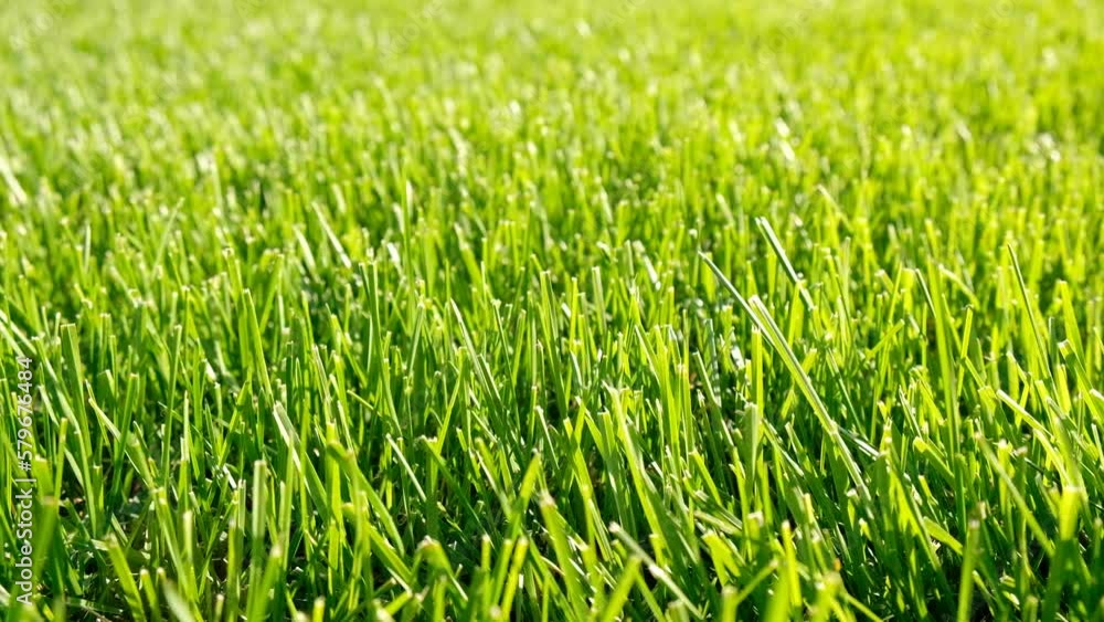Close-up green grass, natural greenery texture of lawn garden. Blades of grass sway in the wind. Concept natural green background, lawn for training football pitch, Golf Courses, green lawn pattern. Close-up green grass, natural greenery texture of lawn garden. Blades of grass sway in the wind. Concept natural green background, lawn for training football pitch, Golf Courses, green lawn pattern.