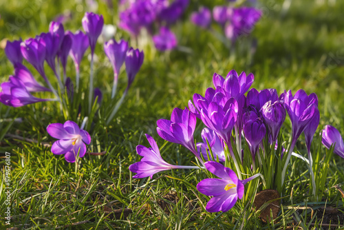 Beautiful purple crocuses in the grass  springtime outdoor theme