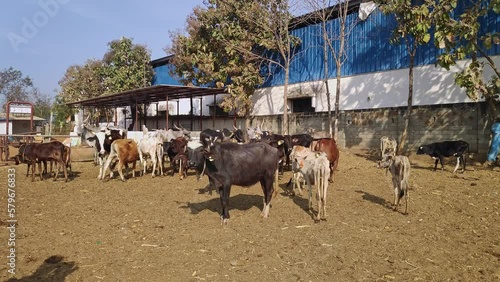 A wide view of a group of cattle inside the cow shelter or goshala photo