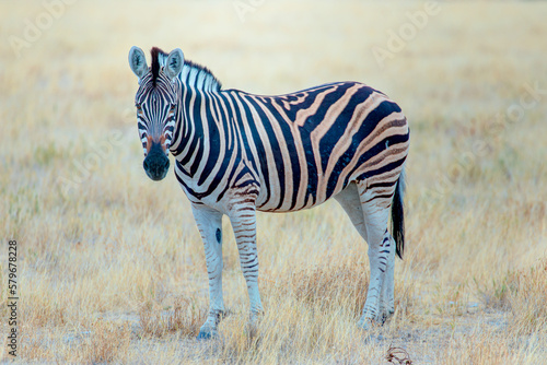 Zebra standing in yellow grass on Safari watching  Africa savannah - Etosha National Park  Namibia