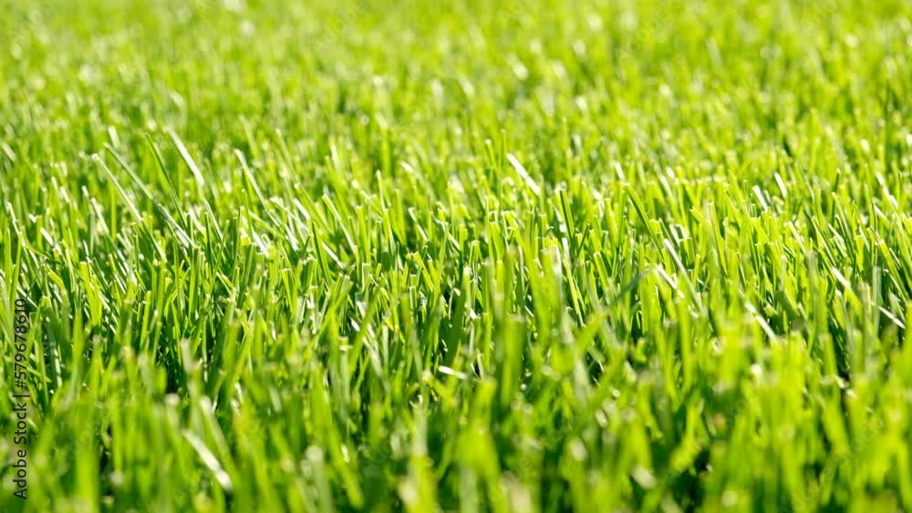 Close-up green grass, natural greenery texture of lawn garden. Blades of grass sway in the wind. Concept natural green background, lawn for training football pitch, Golf Courses, green lawn pattern. Close-up green grass, natural greenery texture of lawn garden. Blades of grass sway in the wind. Concept natural green background, lawn for training football pitch, Golf Courses, green lawn pattern.