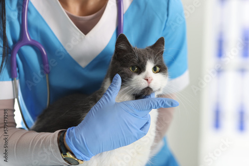 Fototapeta Naklejka Na Ścianę i Meble -  Professional female veterinarian examines and pets cat on examination table