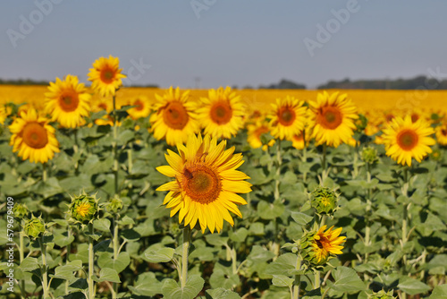 bl  hendes Sonnenblumenfeld