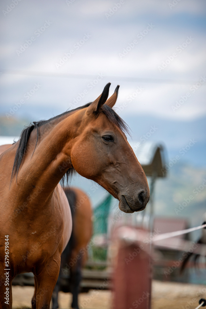 Obraz premium portrait of a horse