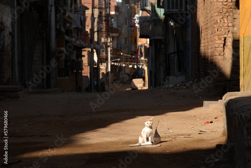 エジプト・アスワンのストリートで暮らす猫 （2007年1月）