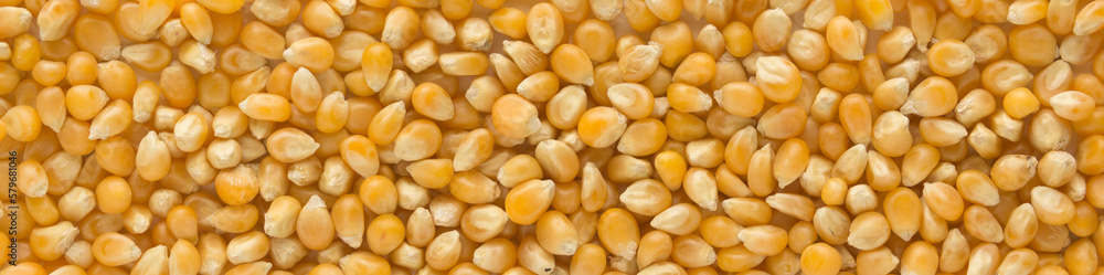 Popcorn seeds kernels. Corn seeds in full screen . panorama format Popcorn seeds kernels. Corn seeds in full screen . panorama format