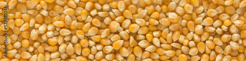 Popcorn seeds kernels. Corn seeds in full screen . panorama format