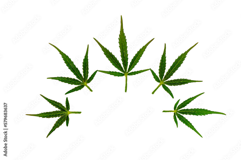five green cannabis leaves close up isolated on white nackground for concept design five green cannabis leaves close up isolated on white nackground for concept design