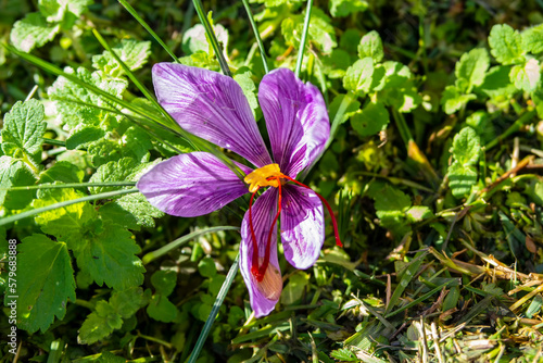 Natural Saffron flower in the middle of the greenery