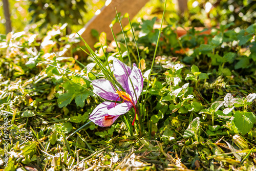 Natural Saffron flower in the middle of the greenery